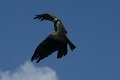 Aigle royal